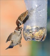 05_DSC7537_Tree_Sparrow_I_Hold_you_68pc