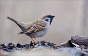 05_DSC9307_Tree_Sparrow_lekking_69pc