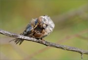 06_DSC7161_Tree_Sparrow_thickhead_57pc