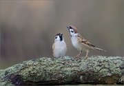 07_DSC0679_Tree_Sparrow_show_off_77pc