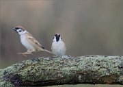 07_DSC0680_Tree_Sparrow_lapse_of_life_77pc