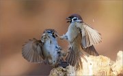 07_DSC2698_Tree_Sparrow_shut_his_face_39pc