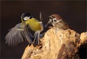 07_DSC2909_Great_Tit_Tree_Sparrow_slap_in_the_face_37pc