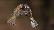 07_DSC3063_Tree_Sparrow_waltz_40pc