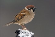 16_DSC4495_Eurasian_Tree_Sparrow_guard_74pc