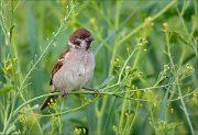 17_DSC5775_Eurasian_Tree_Sparrow_snitch_35pc