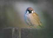 20_DSC8814_Eurasian_Tree_Sparrow_aspiration_61pc