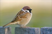 20_DSC8838_Eurasian_Tree_Sparrow_overlook_70pc