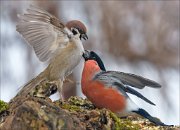 21_DSC7780_Tree_Sparrow_ft_Eurasian_Bullfinch_demolish_88pc