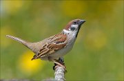 22_DSC2315_Eurasian_Tree_Sparrow_display_68pc