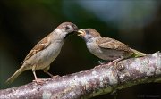 22_DSC3007_Eurasian_Tree_Sparrow_charge_79pc