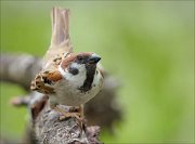 22_DSC3170_Eurasian_Tree_Sparrow_deeplek_64pc