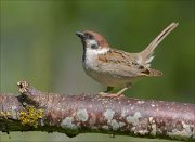 22_DSC3289_Eurasian_Tree_Sparrow_lek_63pc