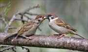 22_DSC3364_Eurasian_Tree_Sparrow_giveaway_69pc