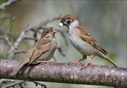 22_DSC3371_Eurasian_Tree_Sparrow_mannerism_70pc