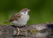 22_DSC3878_Eurasian_Tree_Sparrow_nirvana_60pc