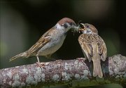 22_DSC4101_Eurasian_Tree_Sparrow_softener_64pc