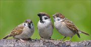 22_DSC4262_Eurasian_Tree_Sparrow_caringness_74pc