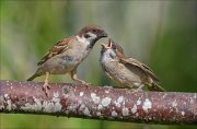 22_DSC4901_Eurasian_Tree_Sparrow_claim_53pc