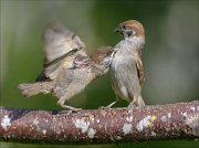 22_DSC4920_Eurasian_Tree_Sparrow_delusion_70pc