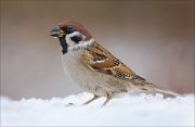 23_DSC1110_Eurasian_Tree_Sparrow_crack_75pc