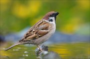 23_DSC3887_Eurasian_Tree_Sparrow_approval_72pc