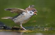 23_DSC4948_Eurasian_Tree_Sparrow_wrath_92pc