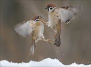 24_DSC2994_Eurasian_Tree_Sparrow_combat_71pc