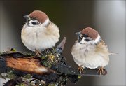 24_DSC3417_Eurasian_Tree_Sparrow_sim_79pc