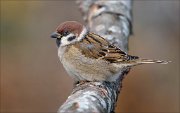 24_DSC3619_Eurasian_Tree_Sparrow_amiable_65pc