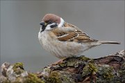 24_DSC4637_Eurasian_Tree_Sparrow_robe_66pc