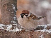 P1450304_Tree_Sparrow_on_wood_birdfeeder_67pc