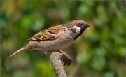 P1520138_Tree_Sparrow_lining_68pc