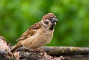 P1520413_Tree_Sparrow_creamy_color_84pc