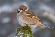 P1560298_tree_sparrow_frosty