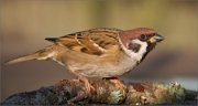 P1560884_tree_sparrow_lining