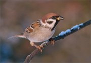 P1570297_Tree_Sparrow_amazing_70pc