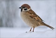 P1570562_Tree_sparrow_snowy_white_key_85pc