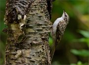 02_DSC0877_Treecreeper_near_pond_47pc