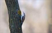 07_DSC1025_Treecreeper_pipe_for_me_72pc