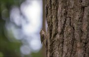 11_DSC1648_Treecreeper_lightness_89pc