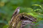 11_DSC4836_Treecreeper_posturing_71pc