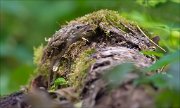 11_DSC4841_Treecreeper_merging_58pc