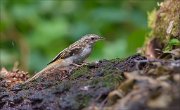 11_DSC4860_Treecreeper_grounded_69pc