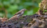 11_DSC4860_Treecreeper_grounded_69pc