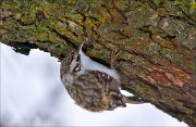 13_DSC3151_Eurasian_Treecreeper_rummage_61pc