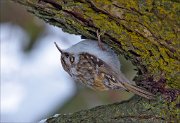 13_DSC3206_Eurasian_Treecreeper_suspension_76pc