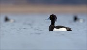 16_DSC8708_Tufted_Duck_regal_13pc