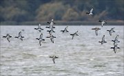 21_DSC3182_Tufted_Duck_reel_69pc