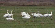 16_DSC5262_Tundra_Swan_chatter_25pc